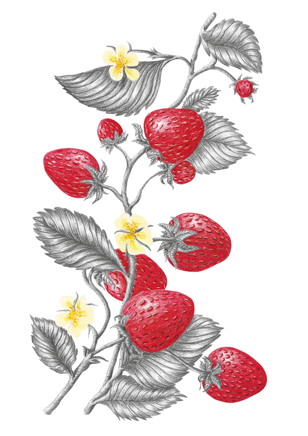 illustration professionnelle de fraises pour le packaging de la liqueur vedrenne