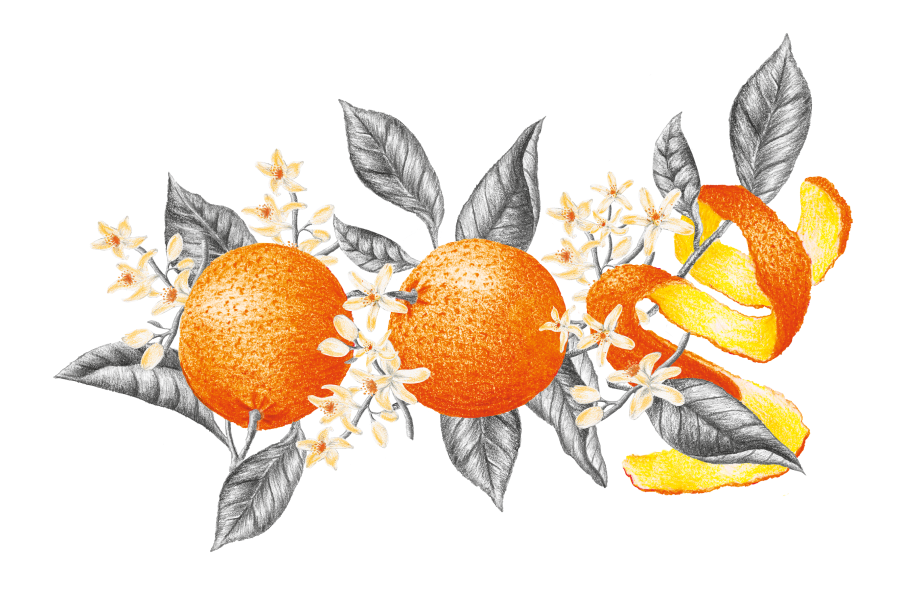 illustration d'orange par Pantel Agency, l'agence de design